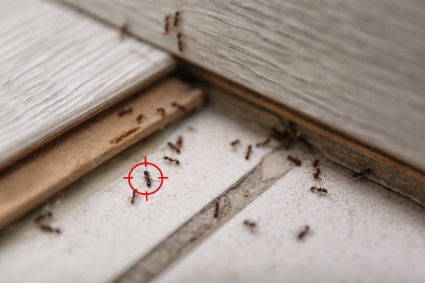 Pest Control for Restaurants in Westville, IL