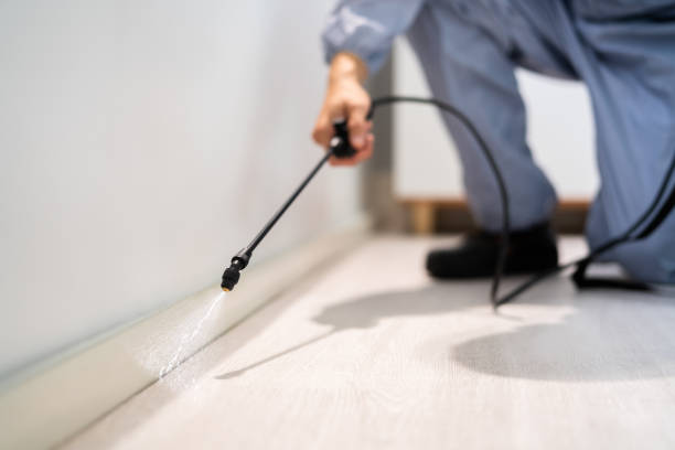 Best Termite Control Services  in Westvle, IL