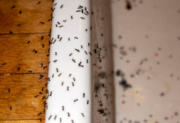 Professional Pest Control in Westville, IL