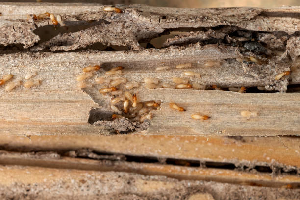 Best Best Pest Control Companies  in Westvle, IL